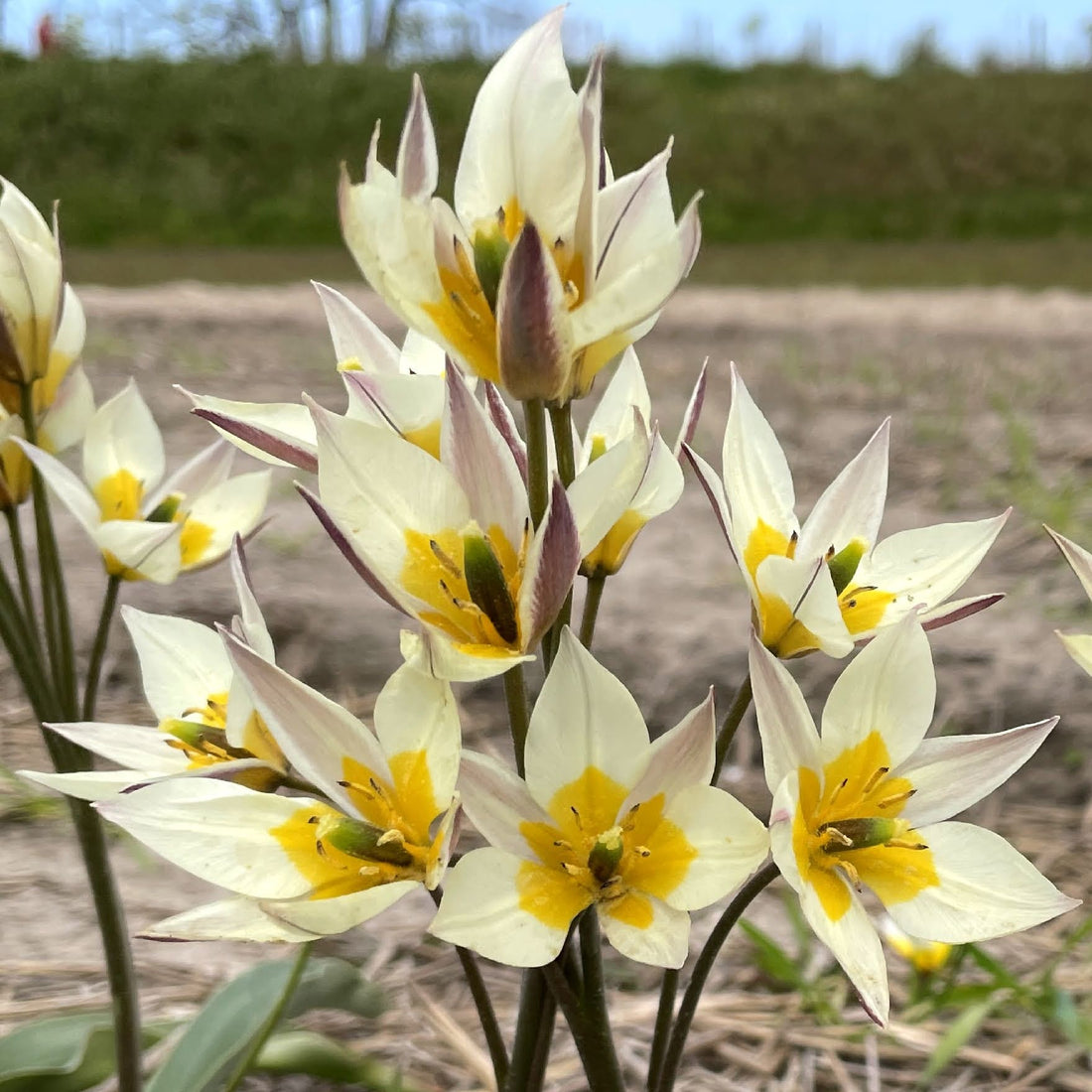 Species Tulip turkestanica