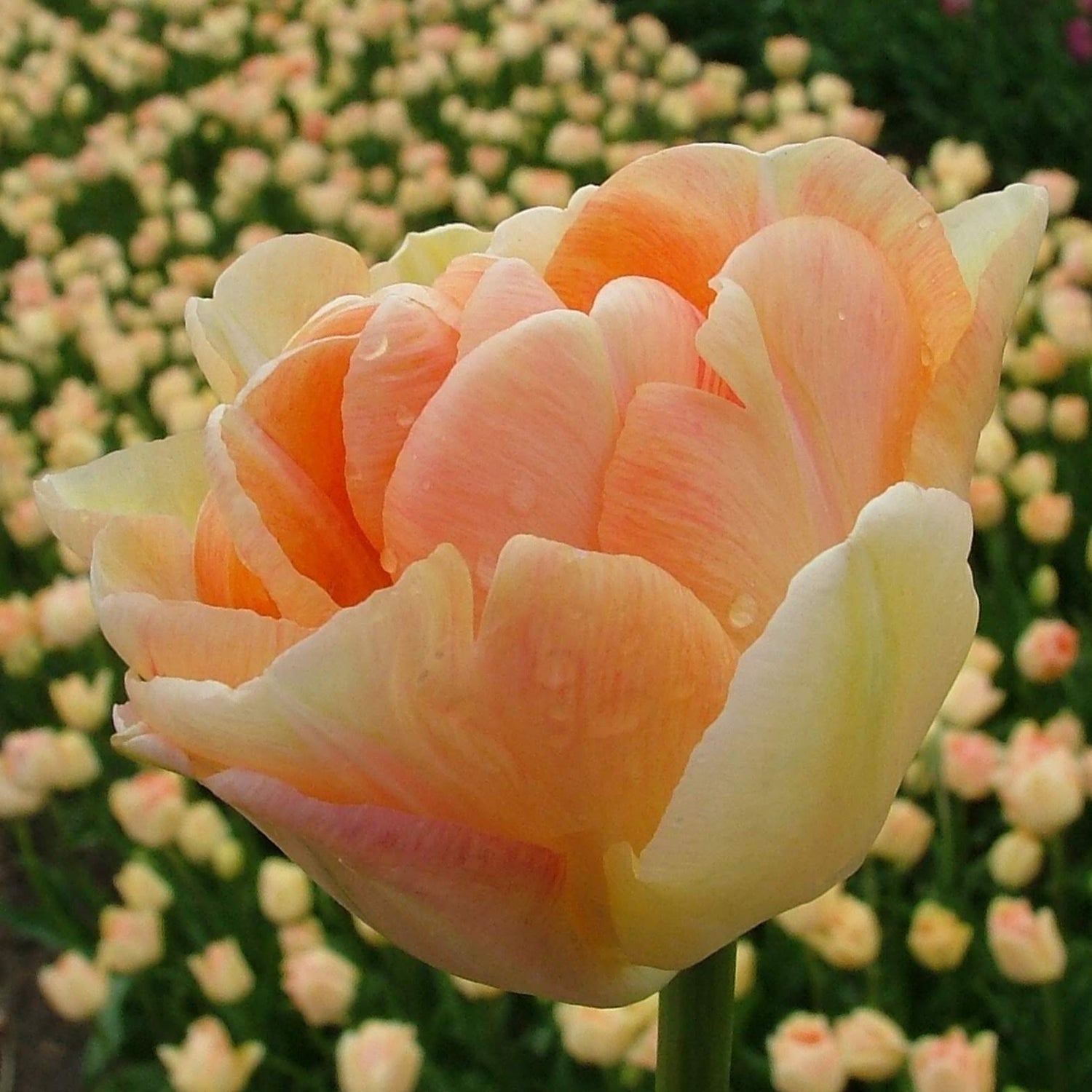 Tulip &