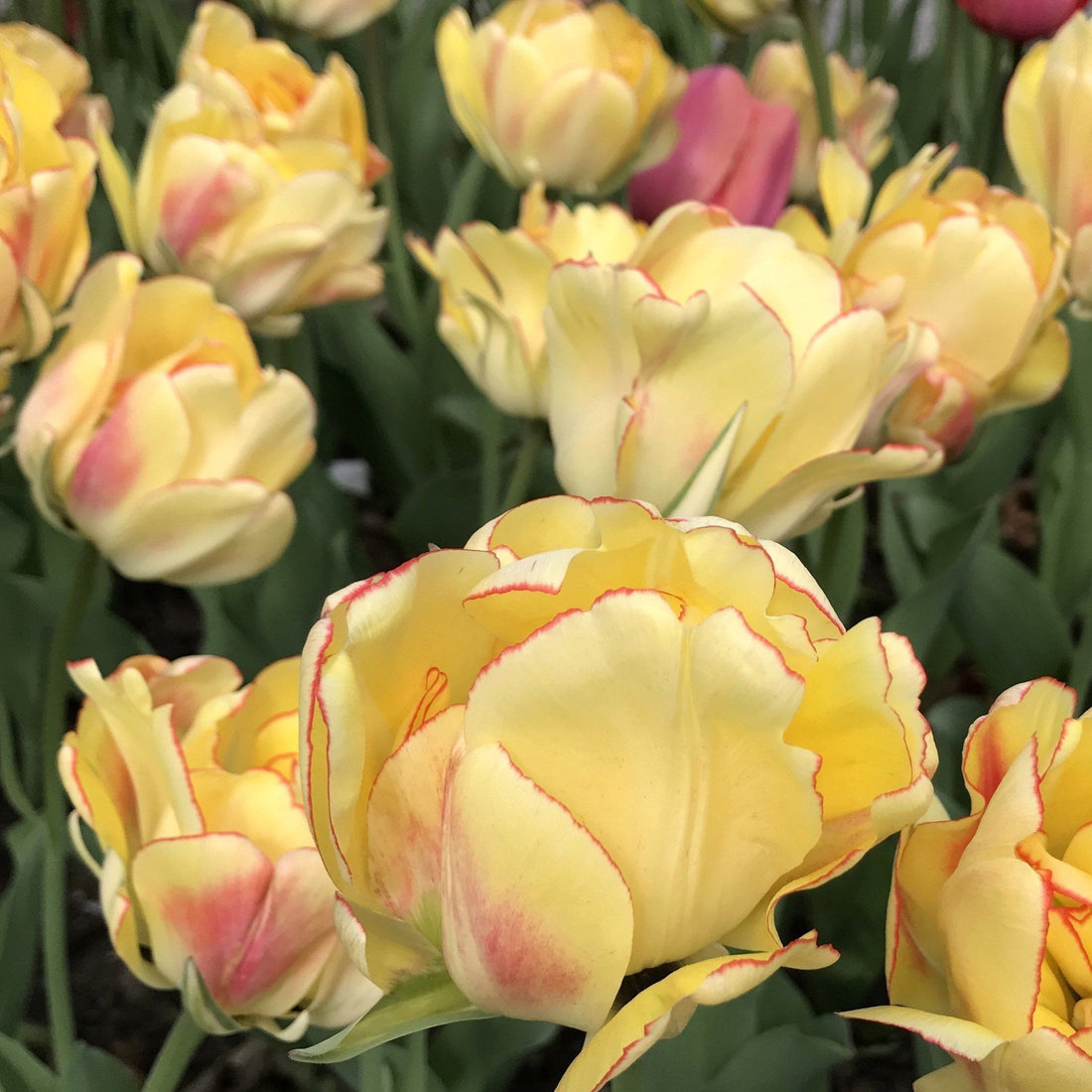 Tulip &quot;Akebono&quot; vendor-unknown