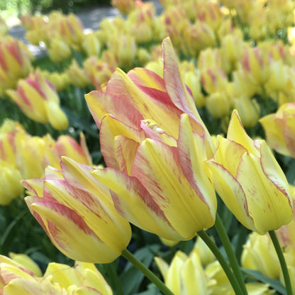 Tulip &quot;Antoinette&quot; vendor-unknown