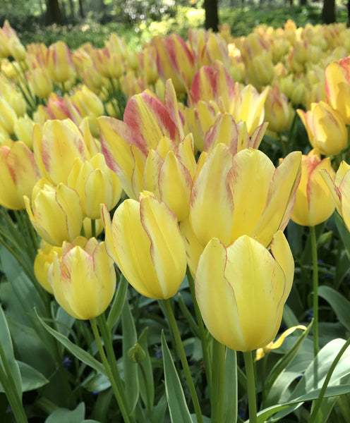 Tulip "Antoinette" vendor-unknown