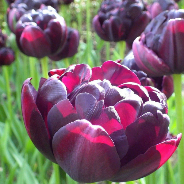 Tulip "Black Hero" vendor-unknown
