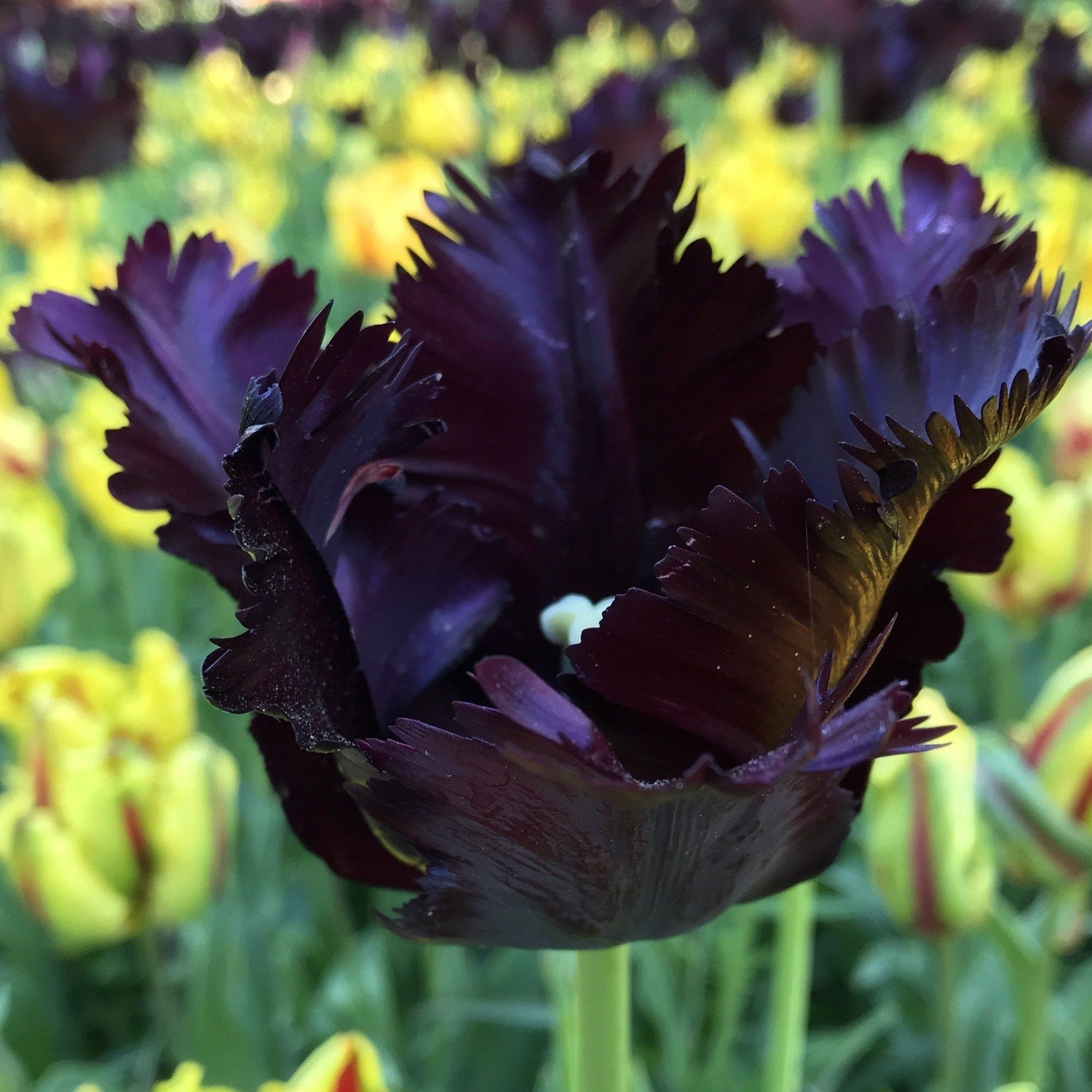 Tulip &quot;Black Parrot&quot; vendor-unknown