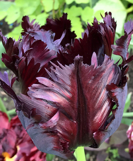 Tulip "Black Parrot" vendor-unknown