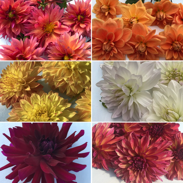 Dahlias