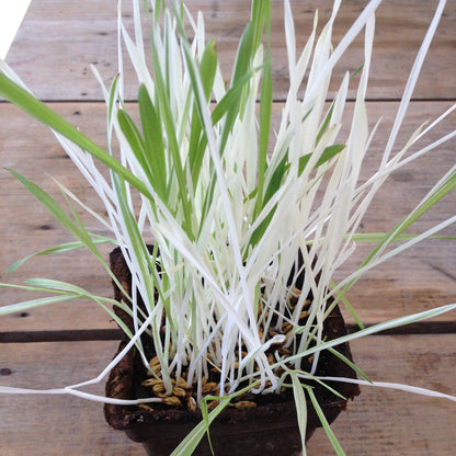 Variegated Cat Grass vendor-unknown