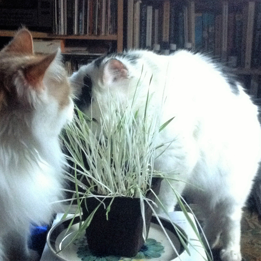 Variegated Cat Grass vendor-unknown