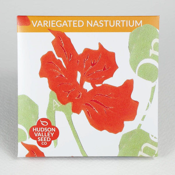 Variegated Nasturtium vendor-unknown