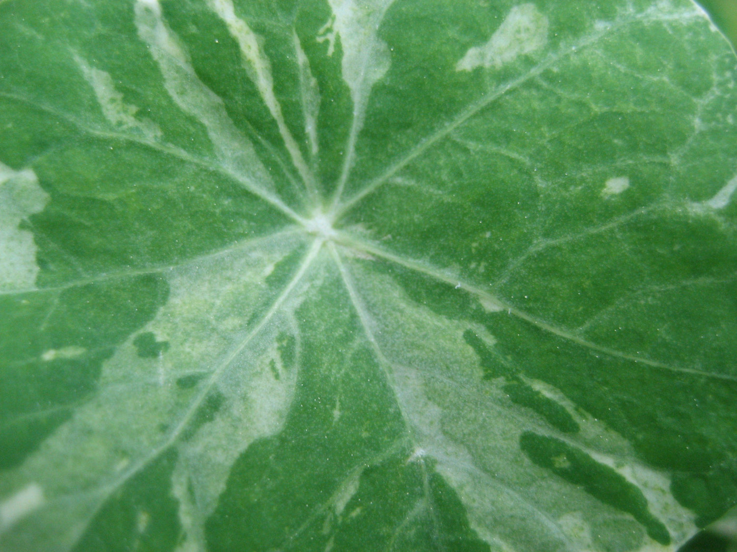 Variegated Nasturtium vendor-unknown