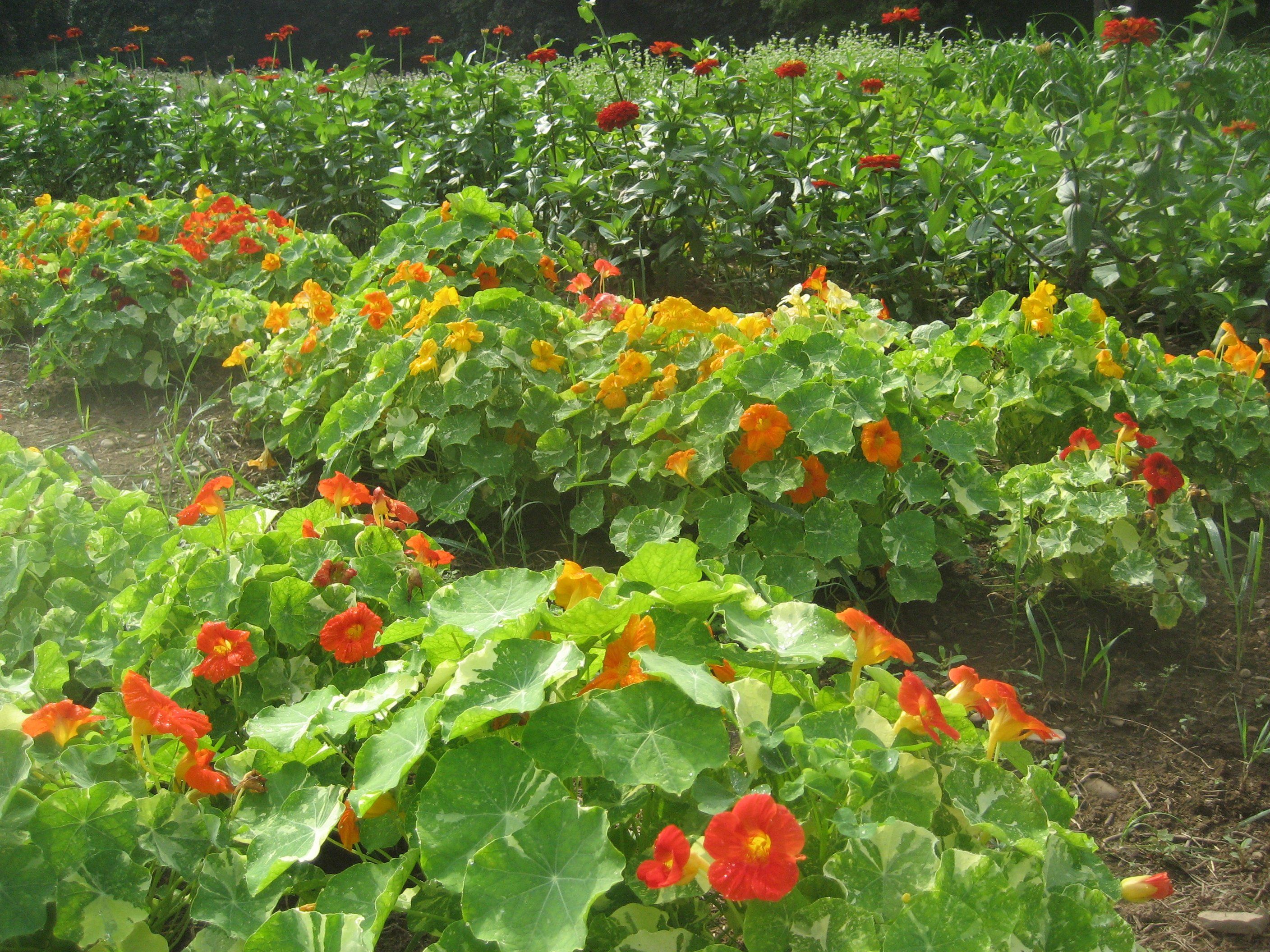 Variegated Nasturtium vendor-unknown