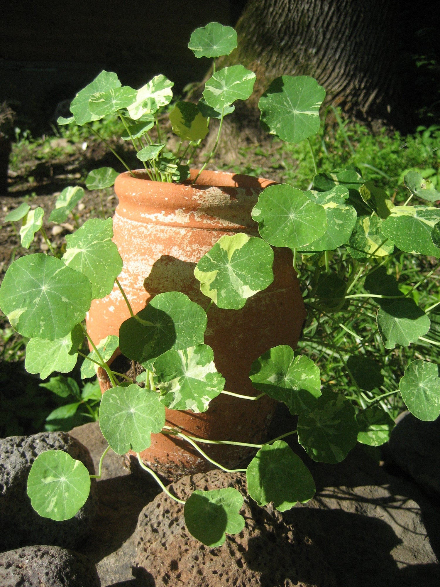 Variegated Nasturtium vendor-unknown