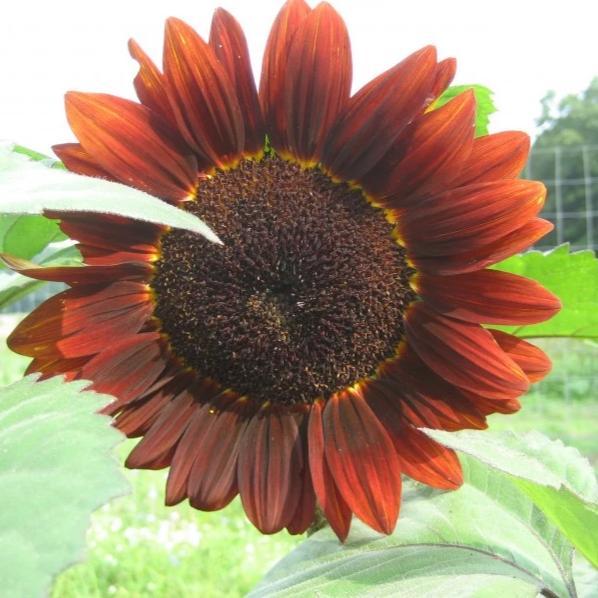 Velvet Queen Sunflower vendor-unknown