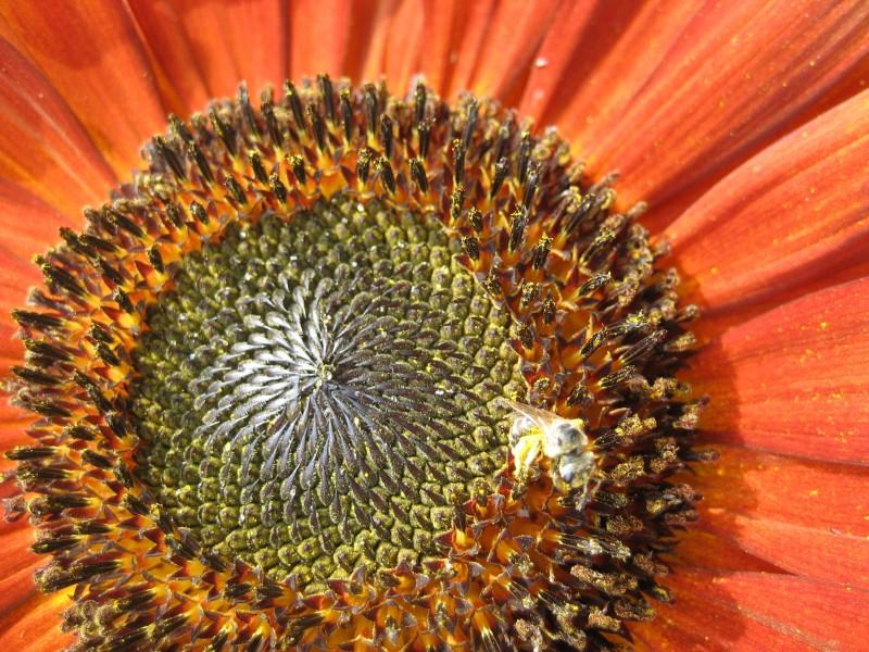 Velvet Queen Sunflower vendor-unknown