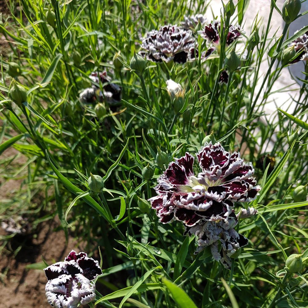 Velvet n Lace Dianthus vendor-unknown