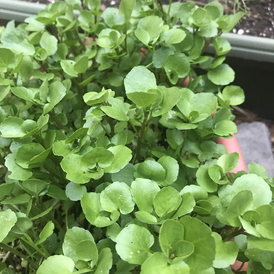 Watercress vendor-unknown