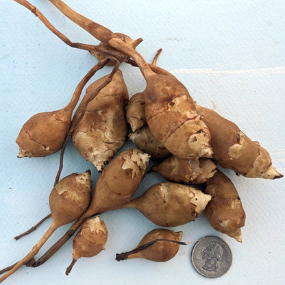 White Fuseau Sunchoke vendor-unknown