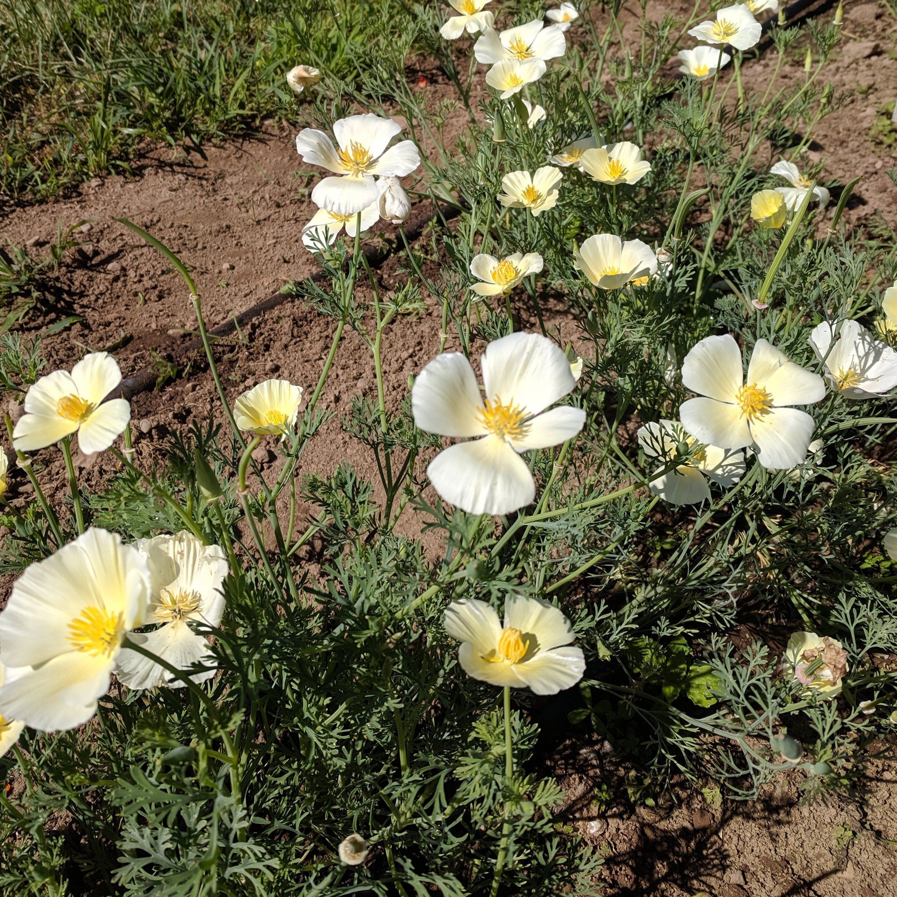 White Linen California Poppy vendor-unknown