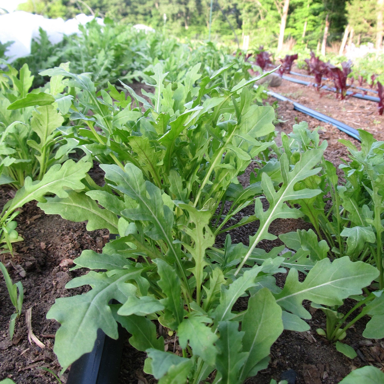 Wild Arugula vendor-unknown