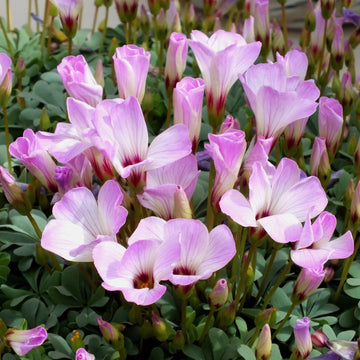 Oxalis