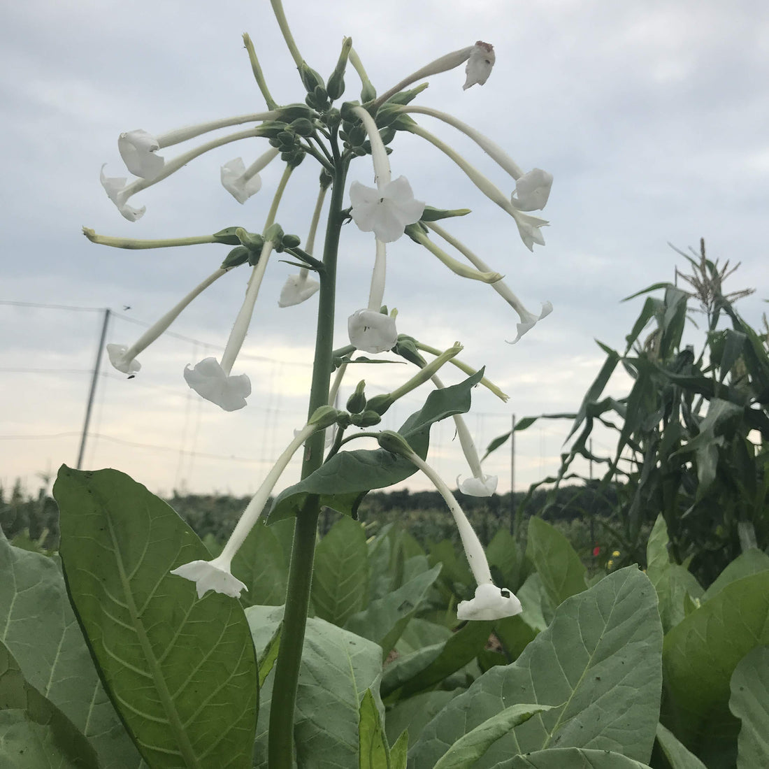 Woodland Nicotiana vendor-unknown