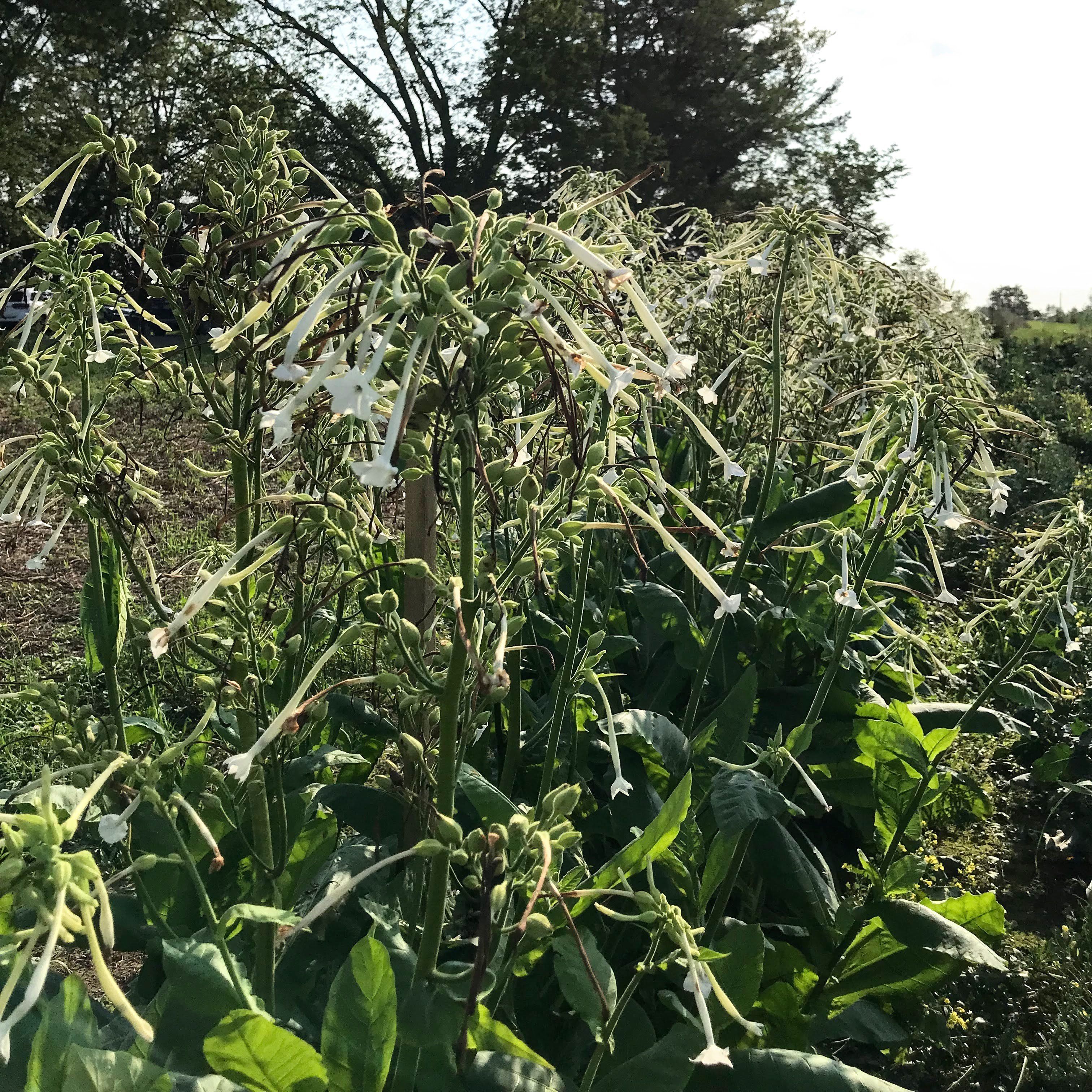 Woodland Nicotiana vendor-unknown