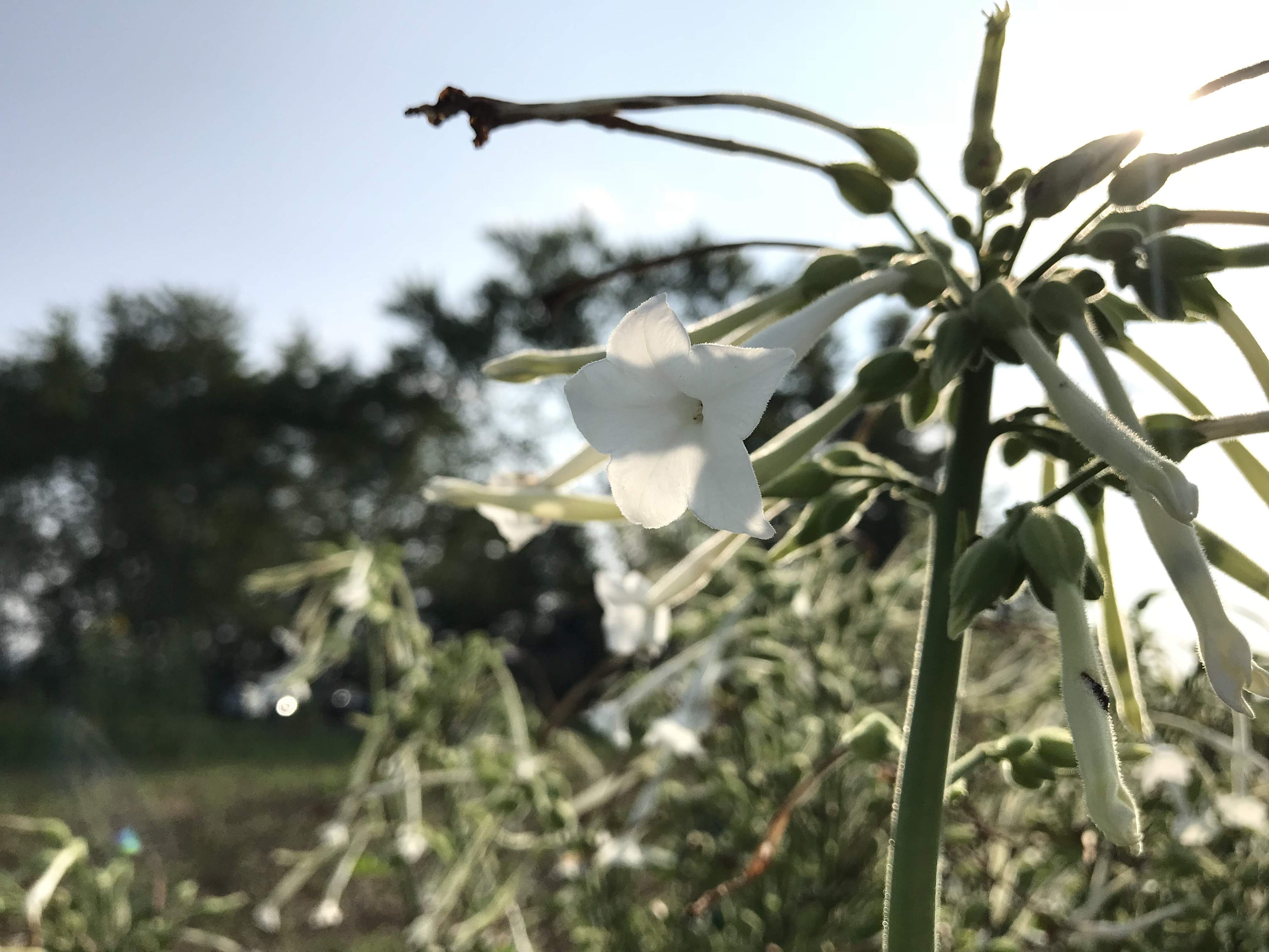 Woodland Nicotiana vendor-unknown