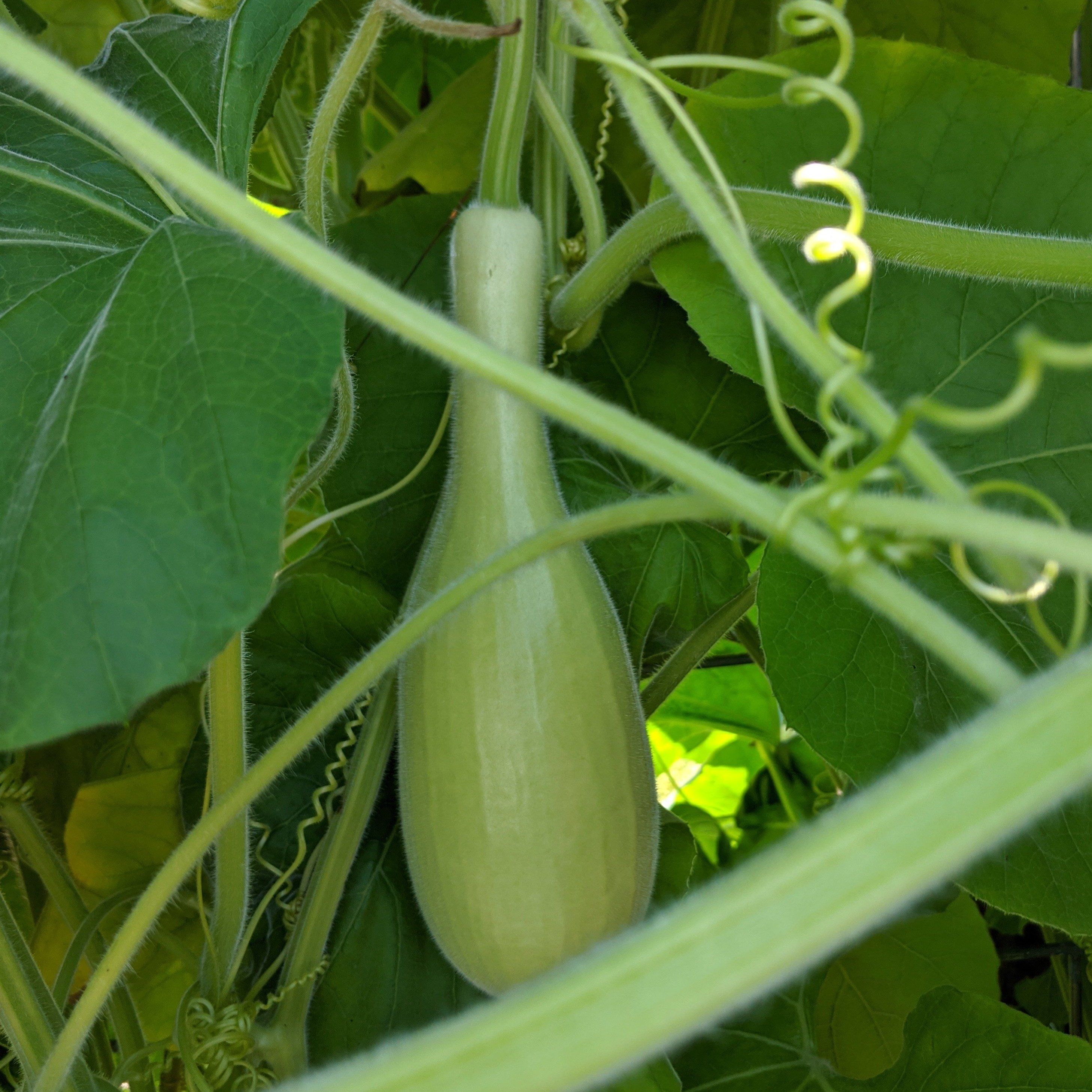 Yakteen Gourd vendor-unknown