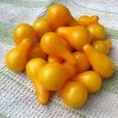 Yellow Pear Cherry Tomato vendor-unknown