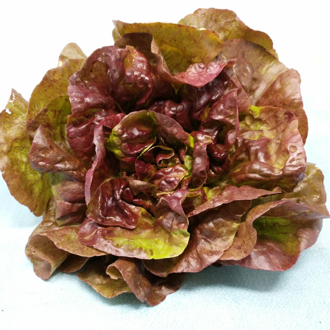 Yugoslavian Red Butterhead Lettuce