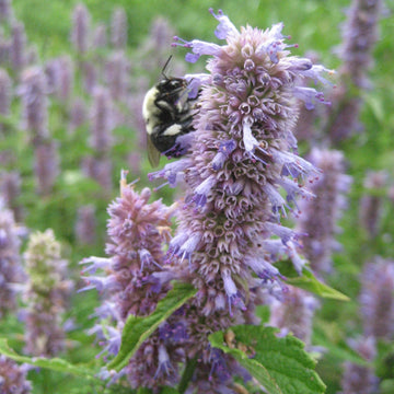 Pollinator-Friendly Seedlings