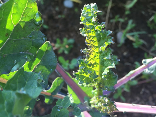 Rainbow Lacinato Kale Seedlings