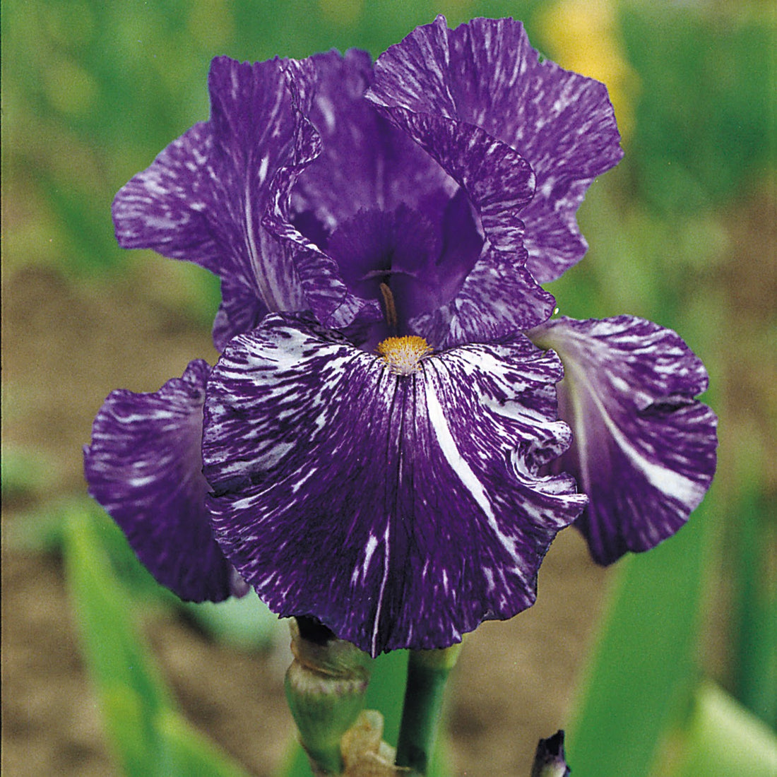 Bearded Iris &