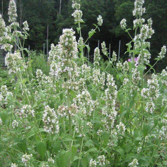 Catnip Seedlings