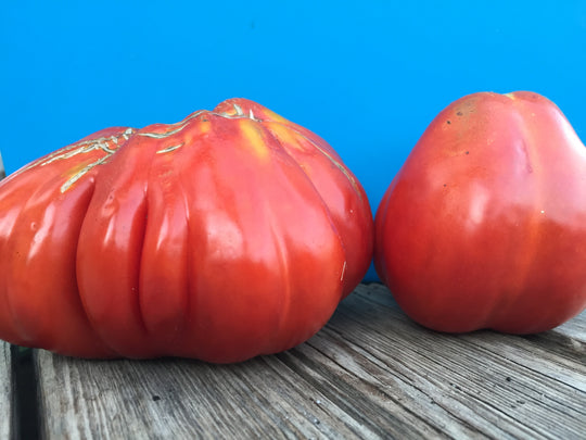 Cesare's Canestrino di Lucca Tomato Seedlings