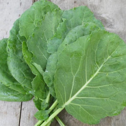 Champion Collards Seedlings