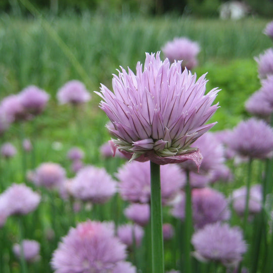 Chives Seedlings