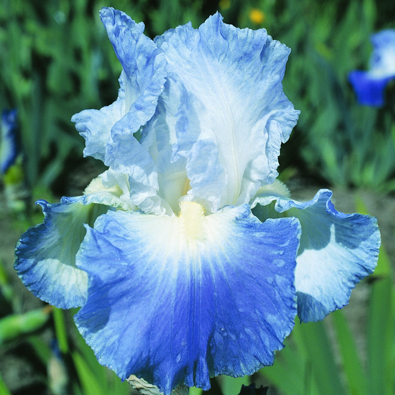 Bearded Iris &