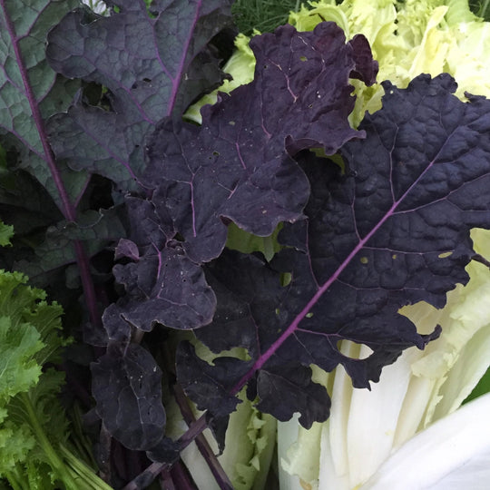 Deep purple leaves of a winter harvest.