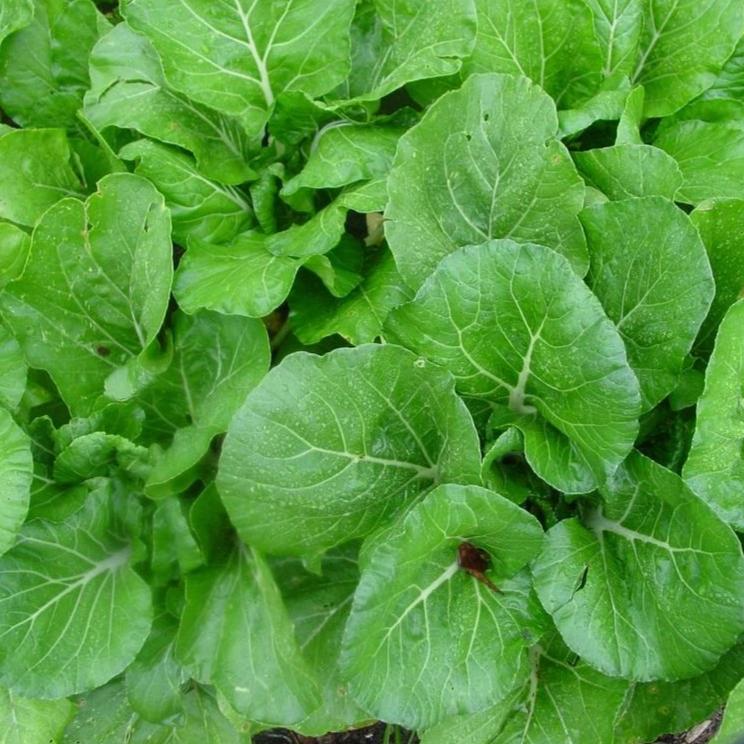 Shanghai Baby Bok Choy Seedlings