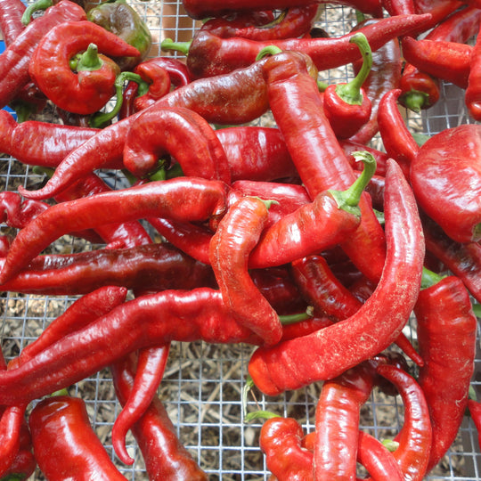 Jimmy Nardello's Sweet Pepper Seedlings