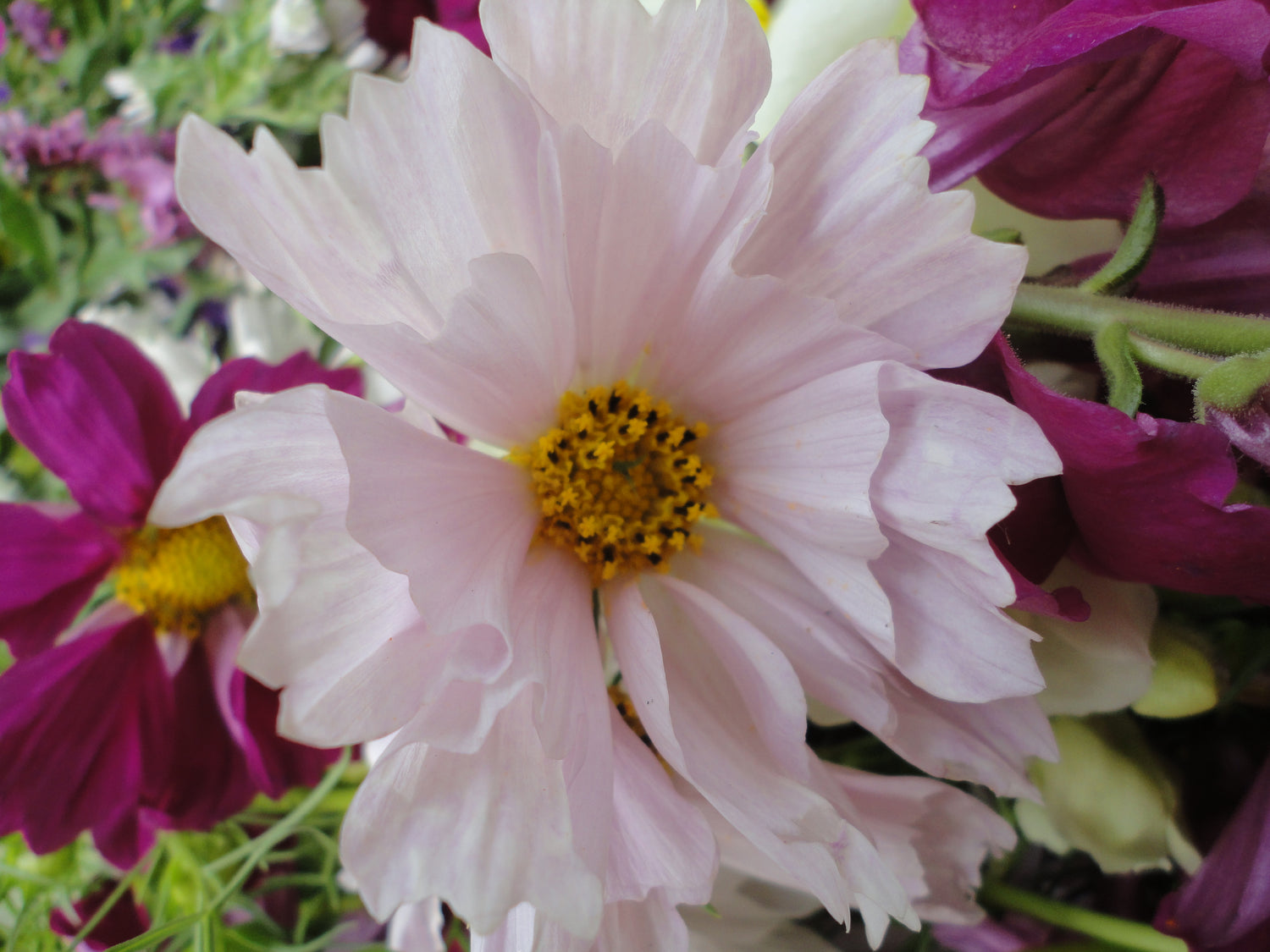 Sea Shells Cosmos Seedlings