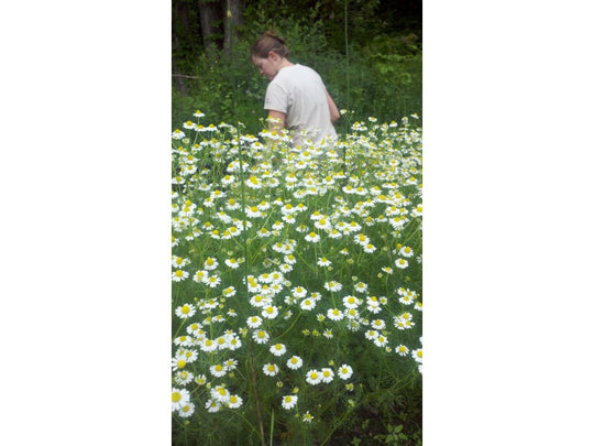 German Chamomile Seedlings