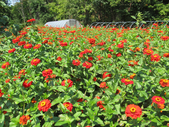 Beautiful for cut flowers.