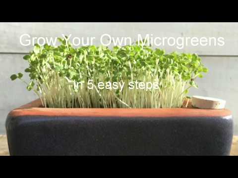 Orta Self Watering Microgreens Pot