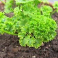 Moss Curled Parsley Seedlings