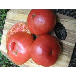 Mortgage Lifter Tomato Seedlings