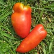 Opalka Tomato Seedlings