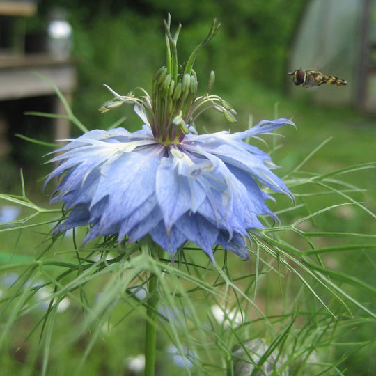 Name that pollinator?