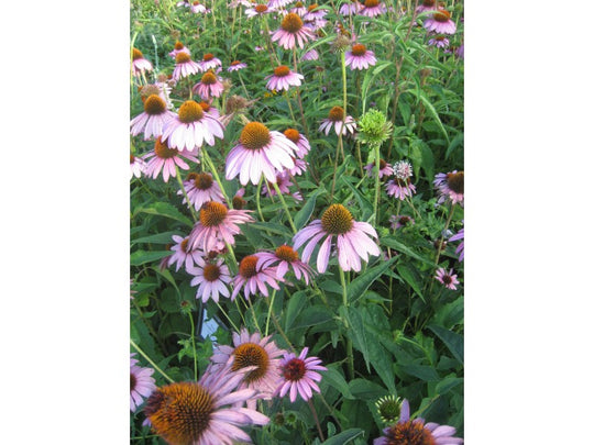 Echinacea Seedlings