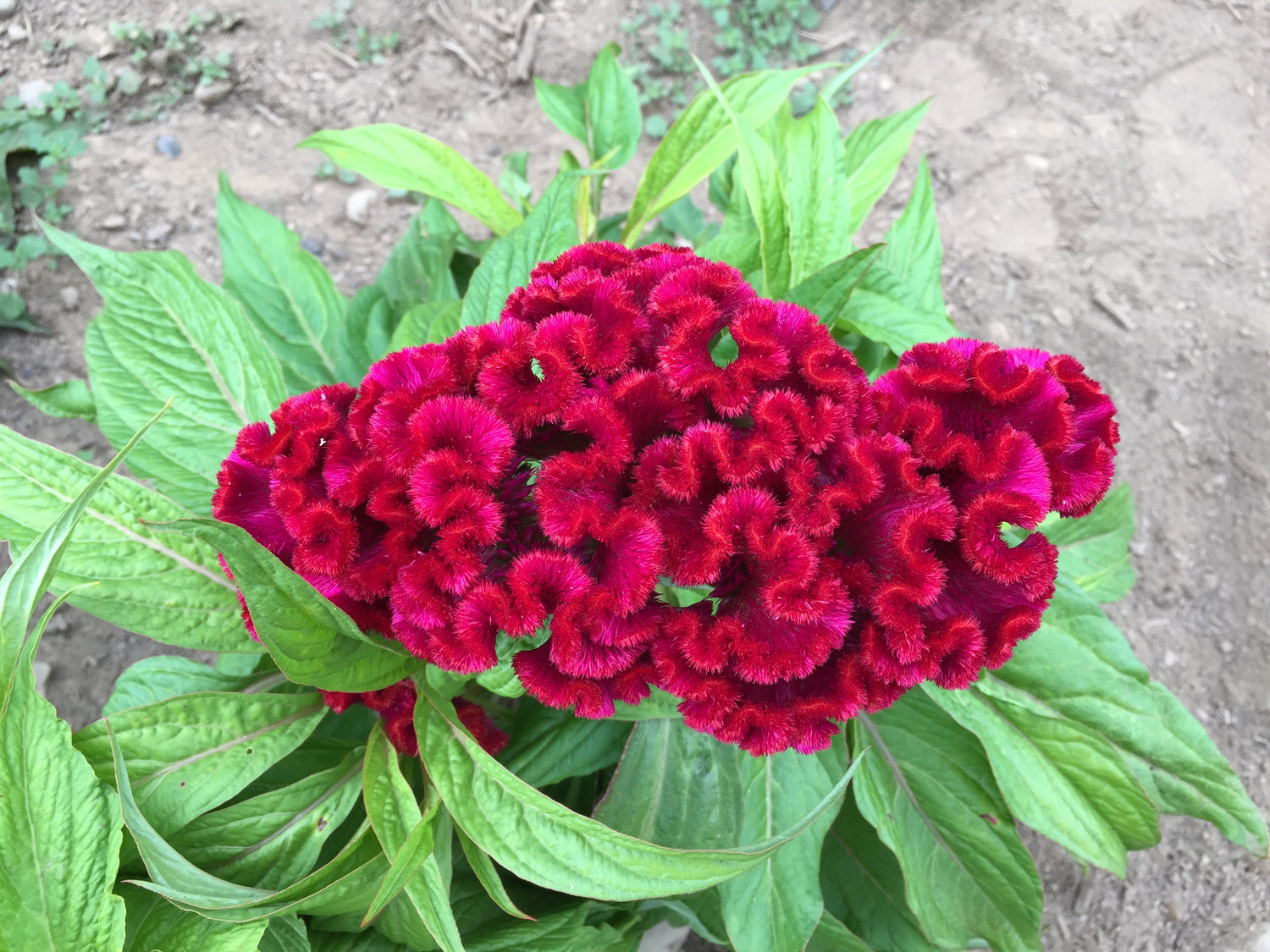 Crested Mix Celosia Seedlings